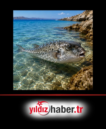 Yunanistan’a Tatile Gidecekler Dikkat! Ölümcül Lagocephalus (Balon Balığı) Isırığına Karşı Yunan Sağlık Örgütü’nden Hayati Tavsiyeler!